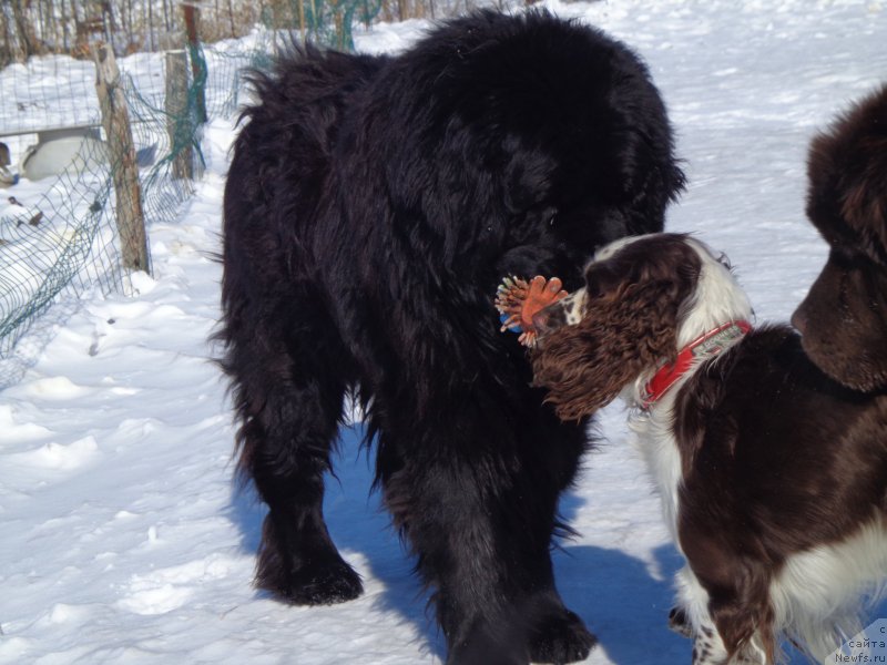 Фото: ньюфаундленд Виски Ред Лейбл Вепс (Viski Red Label Veps), и Свитти))