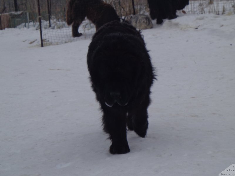 Фото: ньюфаундленд Вито Качо Ферл (Vito Kacho Ferl)