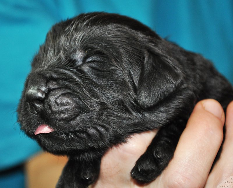 Фото: ньюфаундленд Бегущая по Волнам Зефирин Друэн (Beguschaya po Volnam Zephirine Drouhin)