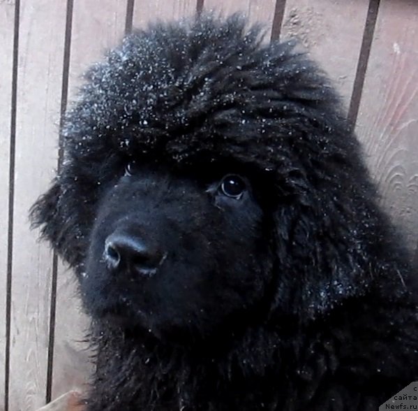 Фото: ньюфаундленд Смигар Эври Бит ов Май Хат (Smigar Every Beat of My Heart)