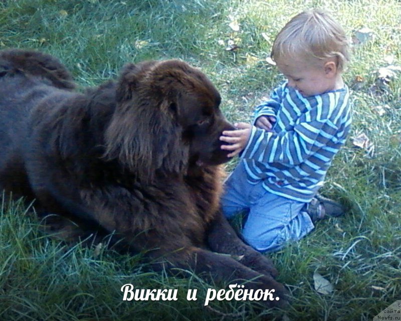 Фото: ньюфаундленд Нью Спейс Вива Виктория