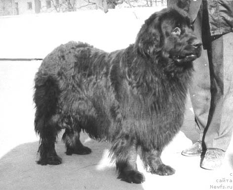 Фото: ньюфаундленд Сельма Бей