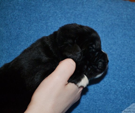 Фотография № 173607