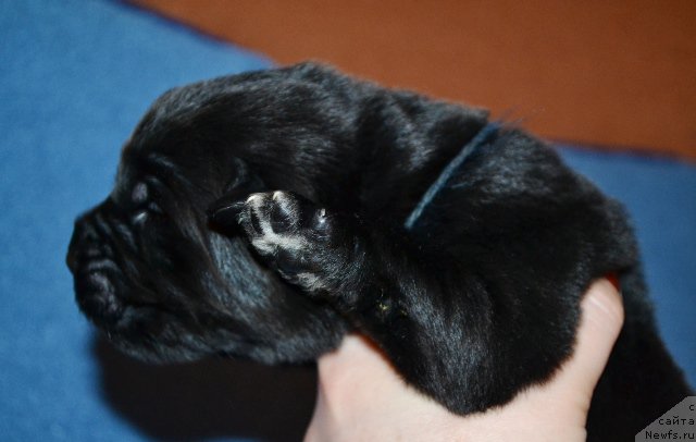 Фотография № 173609