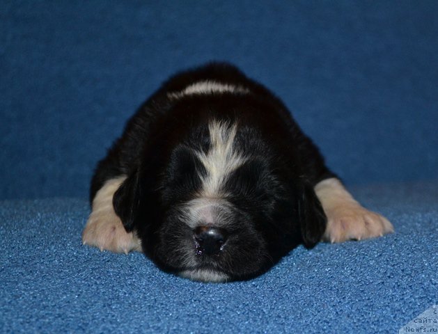 Фотография № 173615