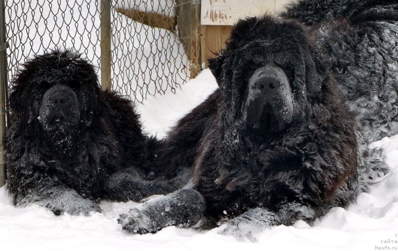 Фото: ньюфаундленд Сент Джонс Каспер фор Клуфбеар (Sent Djons Kasper for Kloofbear)