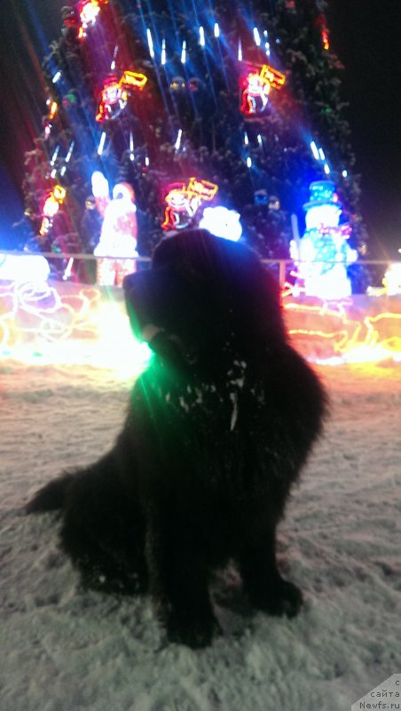 Фотография № 173626