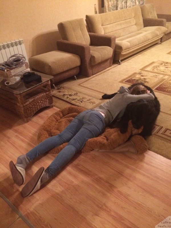 Фото: ньюфаундленд Бонни Флайт