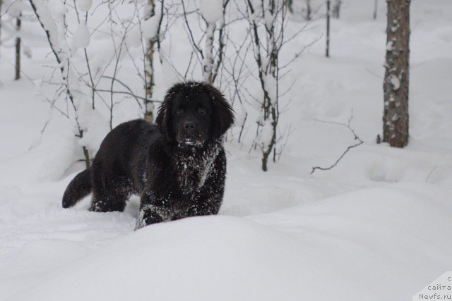 Фото: ньюфаундленд Хилда Фулфилмент оф Дреамс Блак Легенд (Hilda Fulfillment of Dreams Black Legend)