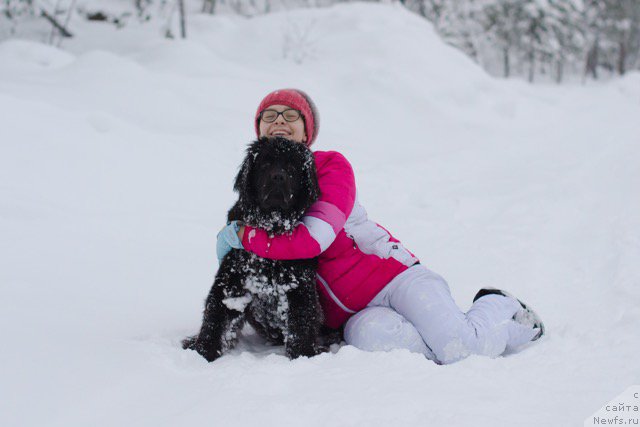 Фото: ньюфаундленд Хилда Фулфилмент оф Дреамс Блак Легенд (Hilda Fulfillment of Dreams Black Legend)