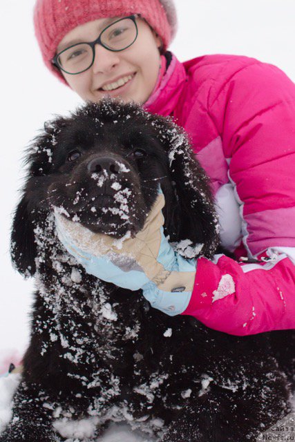 Фото: ньюфаундленд Хилда Фулфилмент оф Дреамс Блак Легенд (Hilda Fulfillment of Dreams Black Legend)