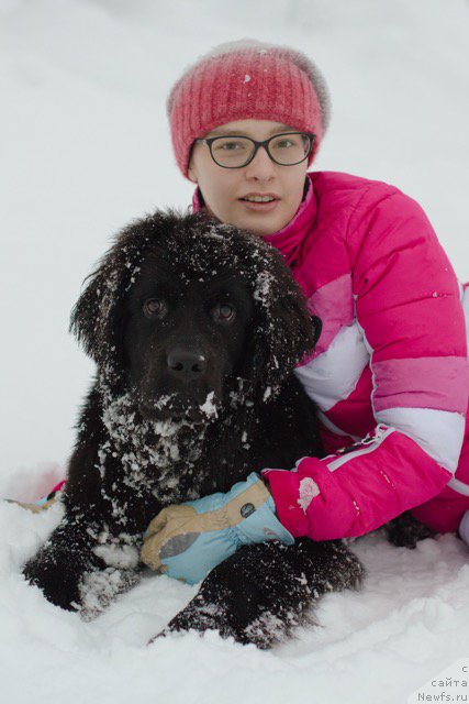 Фото: ньюфаундленд Хилда Фулфилмент оф Дреамс Блак Легенд (Hilda Fulfillment of Dreams Black Legend)