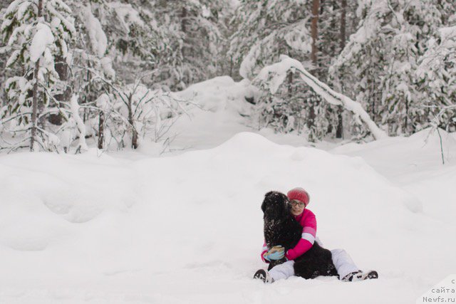 Фото: ньюфаундленд Хилда Фулфилмент оф Дреамс Блак Легенд (Hilda Fulfillment of Dreams Black Legend)