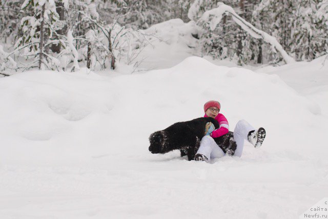 Фото: ньюфаундленд Хилда Фулфилмент оф Дреамс Блак Легенд (Hilda Fulfillment of Dreams Black Legend)