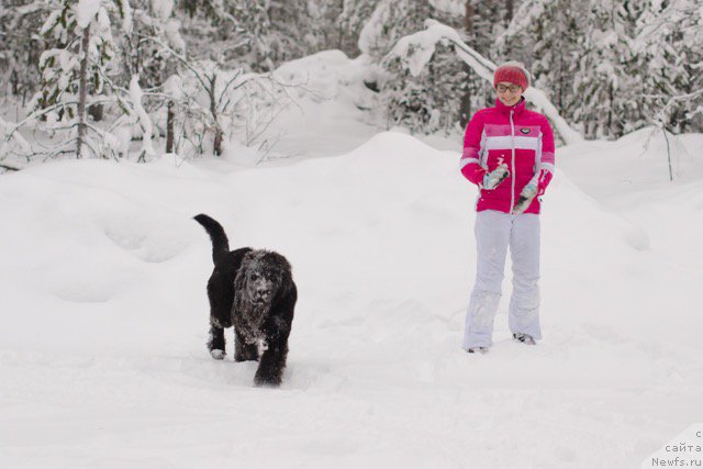 Фото: ньюфаундленд Хилда Фулфилмент оф Дреамс Блак Легенд (Hilda Fulfillment of Dreams Black Legend)