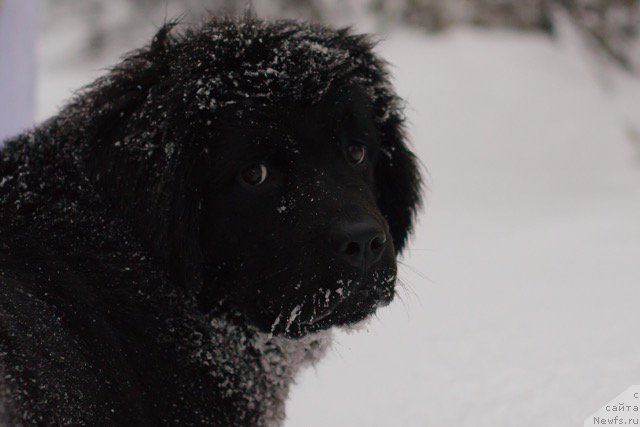 Фото: ньюфаундленд Хилда Фулфилмент оф Дреамс Блак Легенд (Hilda Fulfillment of Dreams Black Legend)