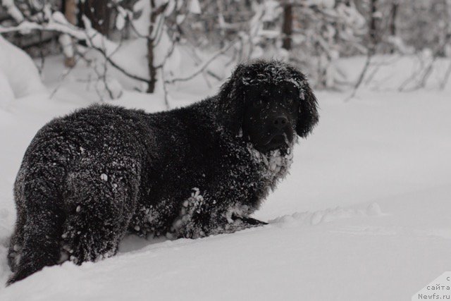 Фото: ньюфаундленд Хилда Фулфилмент оф Дреамс Блак Легенд (Hilda Fulfillment of Dreams Black Legend)