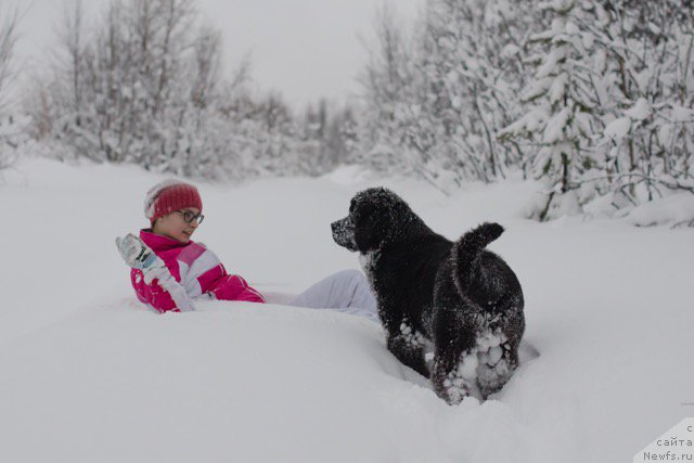 Фото: ньюфаундленд Хилда Фулфилмент оф Дреамс Блак Легенд (Hilda Fulfillment of Dreams Black Legend)