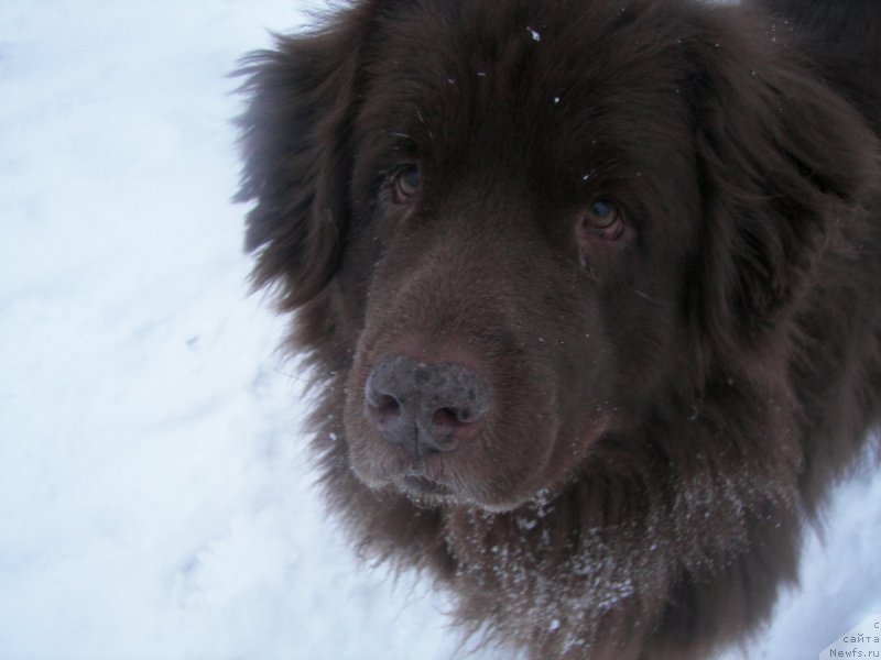 Фото: ньюфаундленд Петер-Беар Лайма Прайд