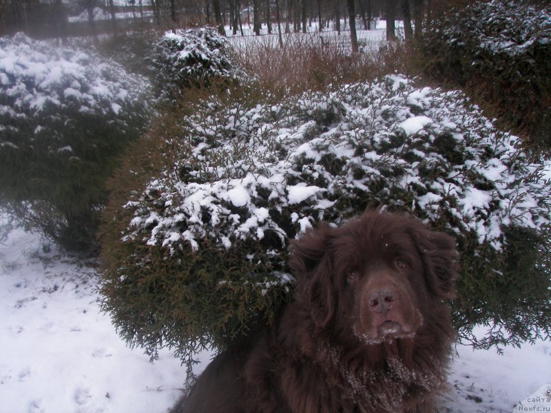 Фото: ньюфаундленд Петер-Беар Лайма Прайд
