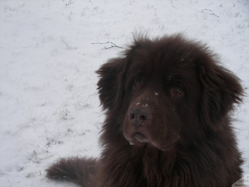 Фото: ньюфаундленд Петер-Беар Лайма Прайд