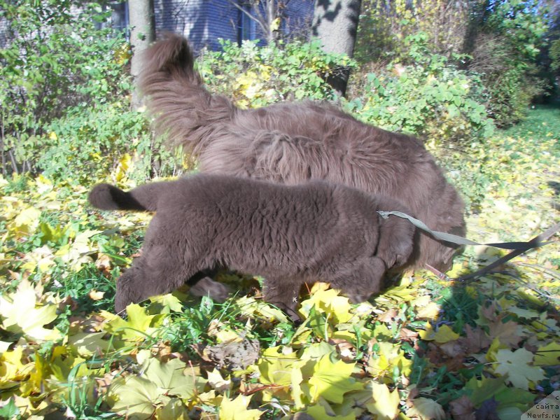 Фото: ньюфаундленд Петер-Беар Лайма Прайд, ньюфаундленд Фанньюф Аурика Абиссиния