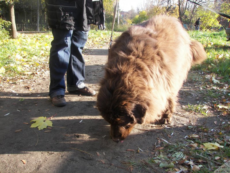 Фото: ньюфаундленд Петер-Беар Лайма Прайд