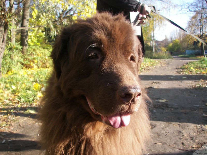 Фото: ньюфаундленд Петер-Беар Лайма Прайд