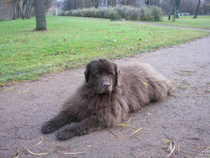 Фото: ньюфаундленд Петер-Беар Лайма Прайд