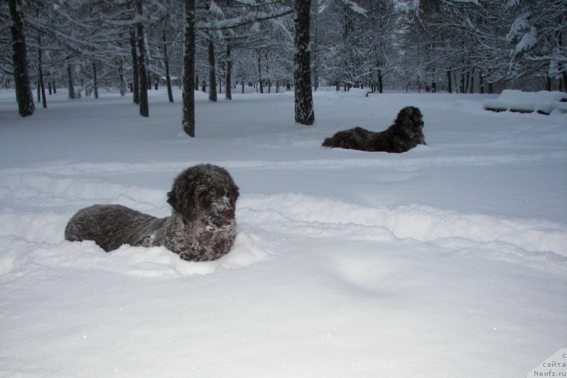 Фото: ньюфаундленд Петер-Беар Лайма Прайд, ньюфаундленд Фанньюф Аурика Абиссиния