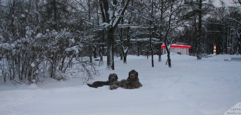 Фото: ньюфаундленд Петер-Беар Лайма Прайд, ньюфаундленд Фанньюф Аурика Абиссиния