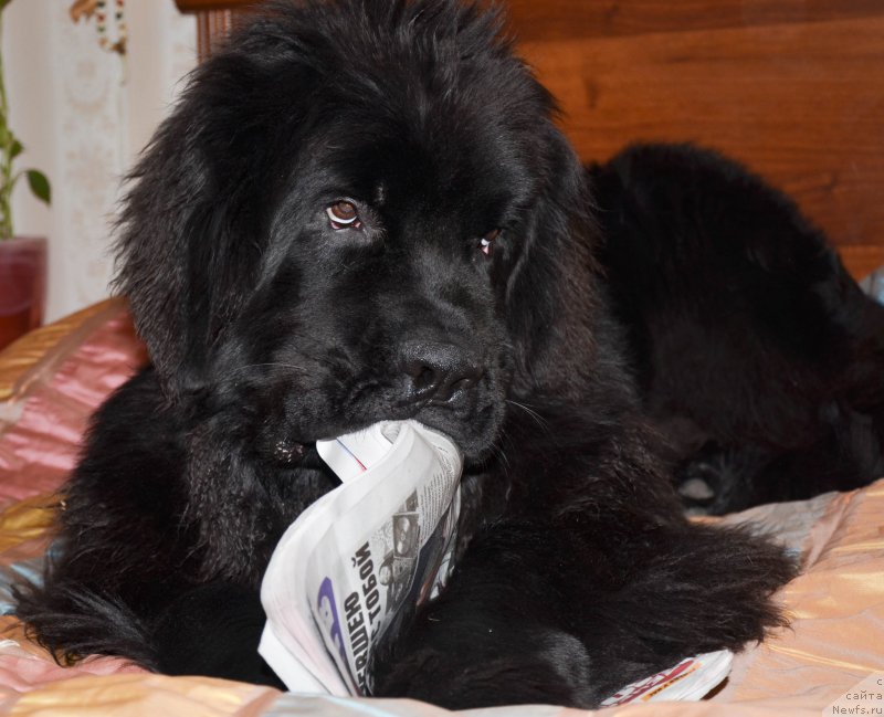 Фото: ньюфаундленд Черная Мафия Шот ин тхе Дарк (Chernaya Mafia Shot in the Dark)