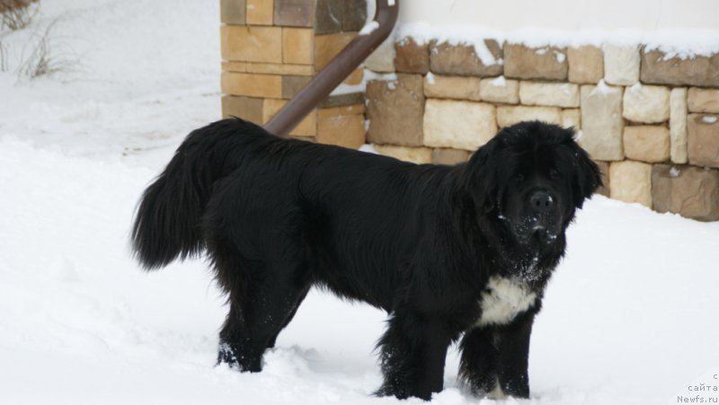 Фото: ньюфаундленд Аквиан Сонг Леди Ин Блэк