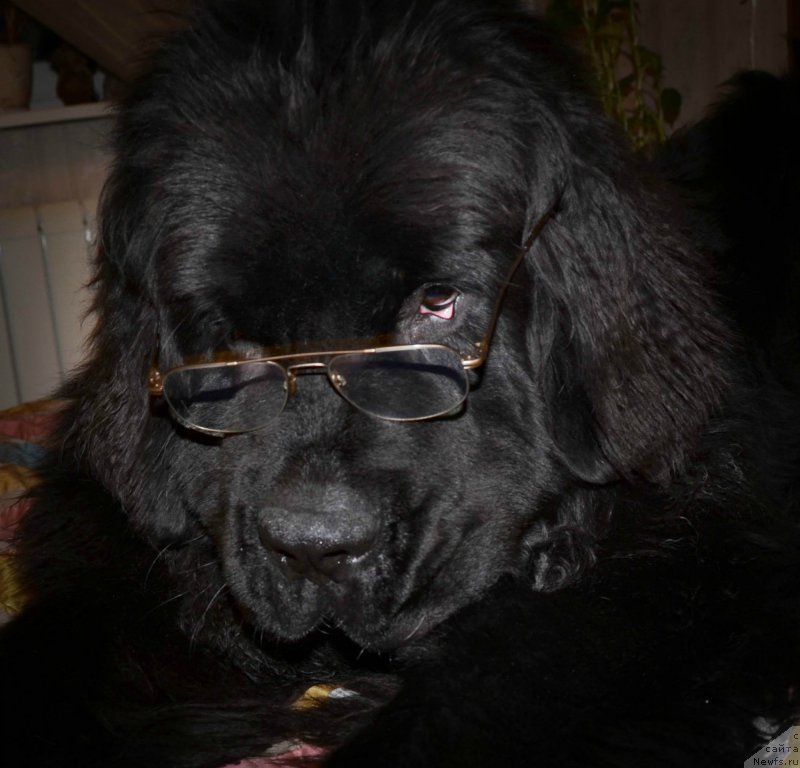 Фото: ньюфаундленд Черная Мафия Шот ин тхе Дарк (Chernaya Mafia Shot in the Dark)