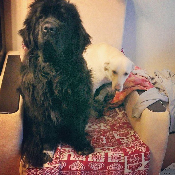 Фото: ньюфаундленд Velyke Malyatko Bayaderka Yurka