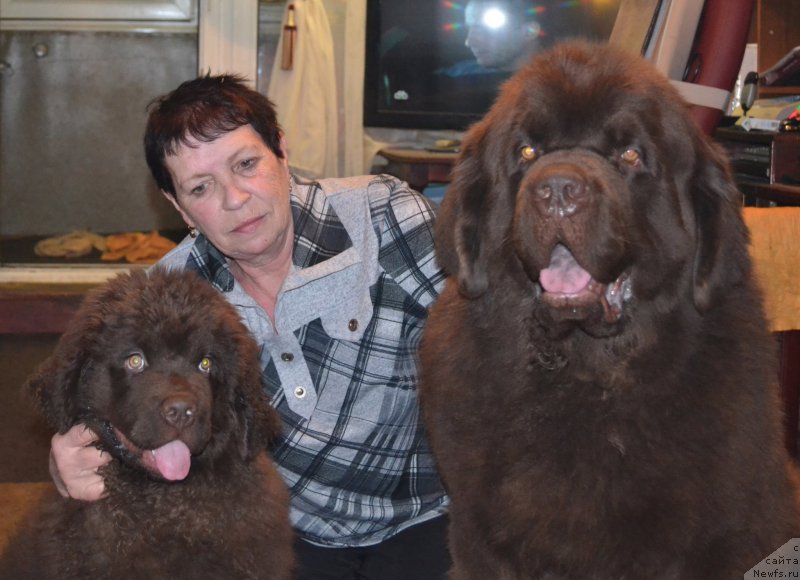 Фото: ньюфаундленд Нобл Кинг Май Лорд Симба, ньюфаундленд Чарли Де Бест Хелфи Пэл (Charli The Best Helfi Pel), Людмила Прохорова