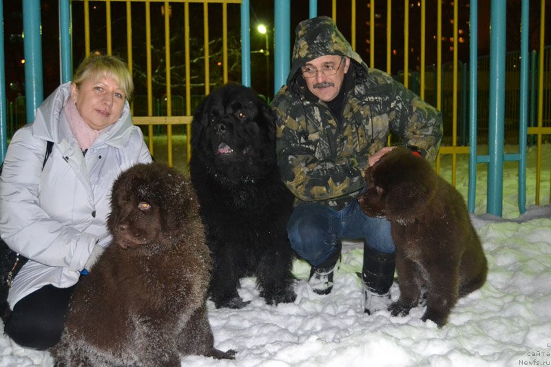 Фото: ньюфаундленд Нобл Кинг Май Лорд Симба, ньюфаундленд Zhdanny Syn Vialiki Miadzvedz, ньюфаундленд Нобл Кинг Май Лорд Симба