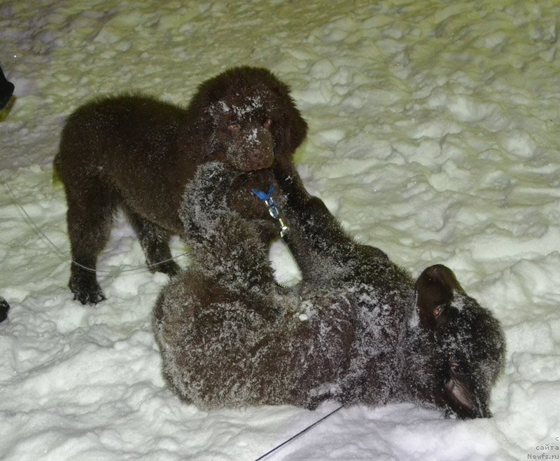 Фото: ньюфаундленд Нобл Кинг Май Лорд Симба, ньюфаундленд Нэш Соллар Винд