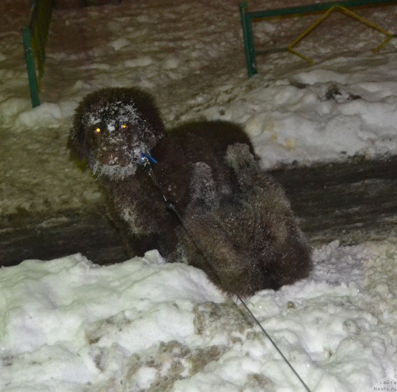 Фото: ньюфаундленд Нобл Кинг Май Лорд Симба, ньюфаундленд Нэш Соллар Винд