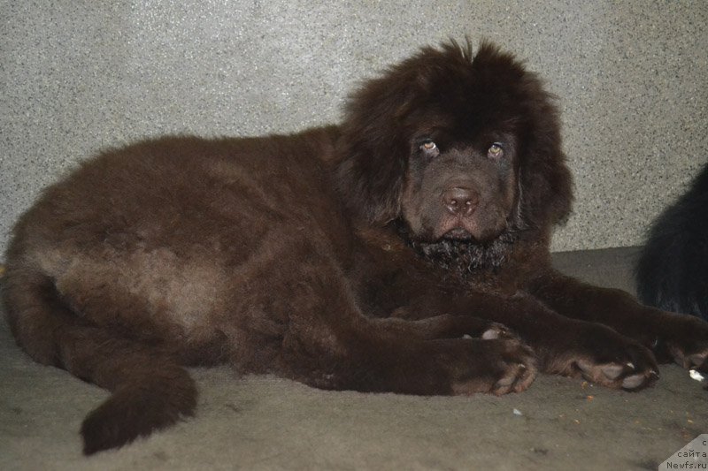 Фото: ньюфаундленд Нобл Кинг Май Лорд Симба
