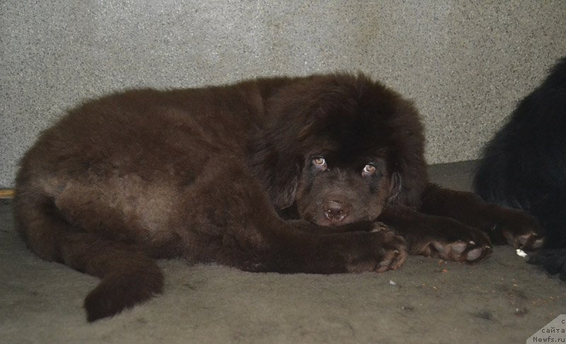 Фото: ньюфаундленд Нобл Кинг Май Лорд Симба