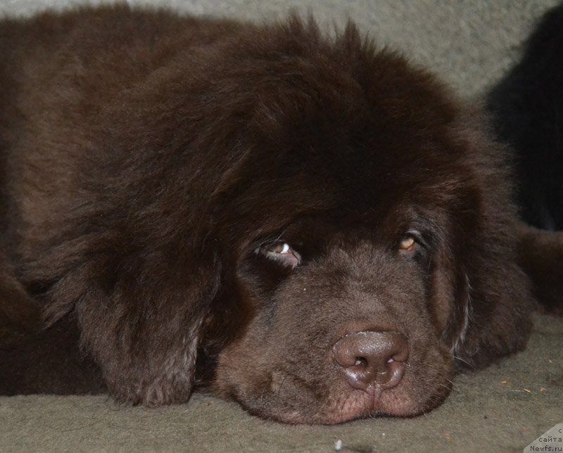 Фото: ньюфаундленд Нобл Кинг Май Лорд Симба