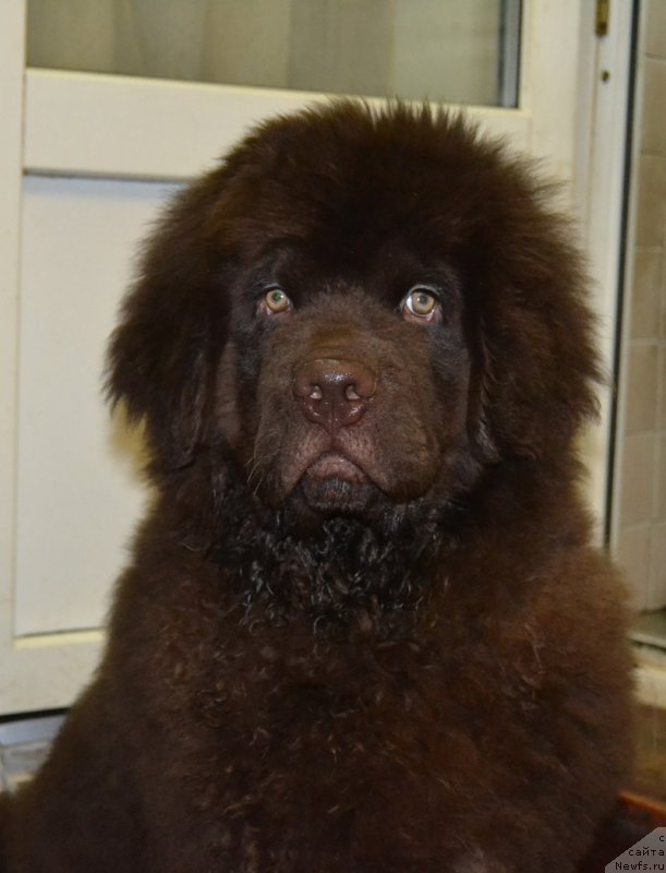 Фото: ньюфаундленд Нобл Кинг Май Лорд Симба