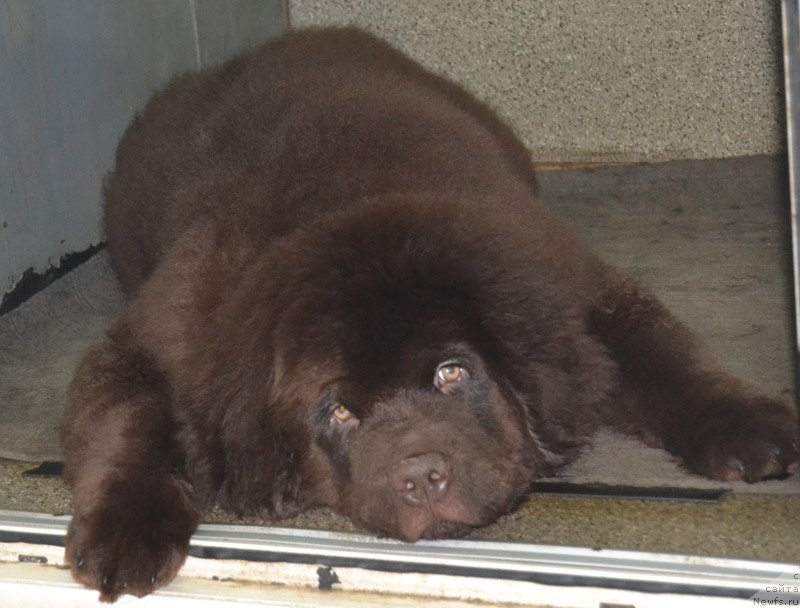 Фото: ньюфаундленд Нобл Кинг Май Лорд Симба