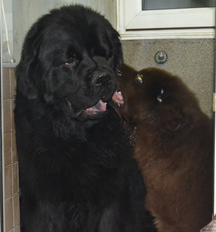 Фото: ньюфаундленд Нобл Кинг Май Лорд Симба