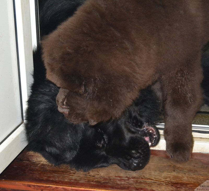 Фото: ньюфаундленд Нобл Кинг Май Лорд Симба