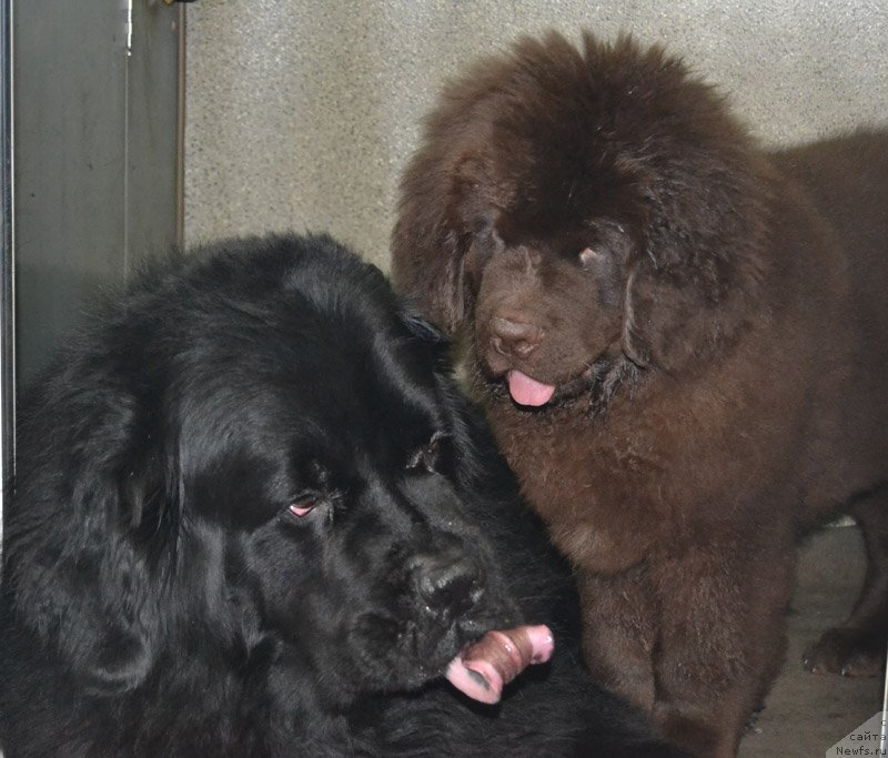 Фото: ньюфаундленд Нобл Кинг Май Лорд Симба