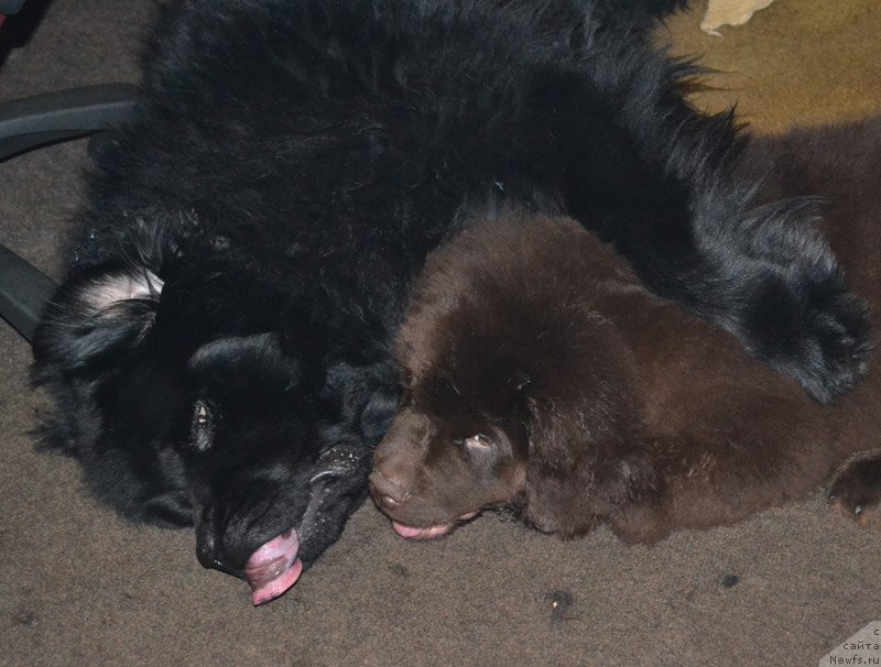 Фото: ньюфаундленд Нобл Кинг Май Лорд Симба