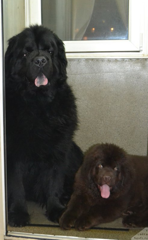 Фото: ньюфаундленд Нобл Кинг Май Лорд Симба