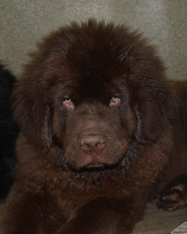 Фото: ньюфаундленд Нобл Кинг Май Лорд Симба